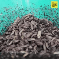 The Worm Moon: Awakening to the Earth's Renewal